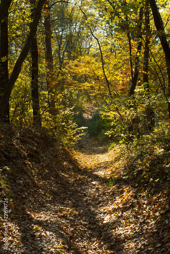 autumn path in a forest © tstock