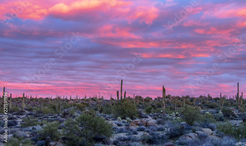 Sunset with Saguaro cactus near Browns ranch trail-head in Scottsdale, Arizona