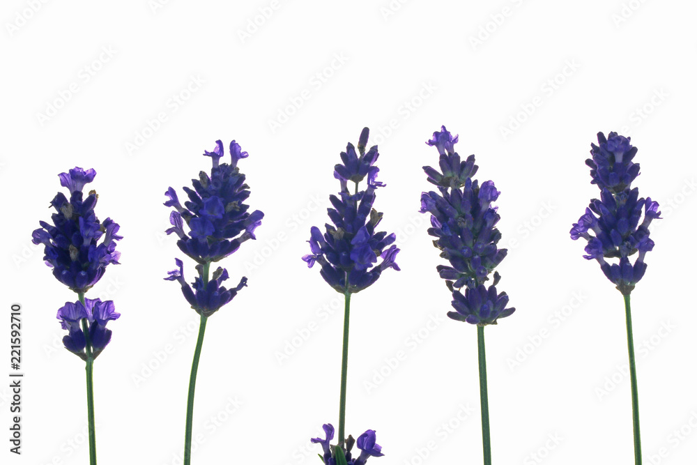 Fototapeta premium Kwiaty lawendy na białym tle