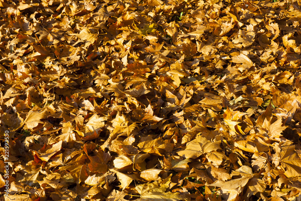 autumn maple leaf litter texture background