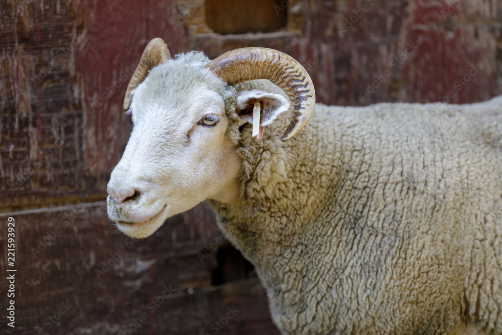 Domestic Sheep (Dorset Horn breed) Adult. Farm in Northern California, USA. Domestic Sheep (Dorset Horn breed) Adult. Farm in Northern California, USA.