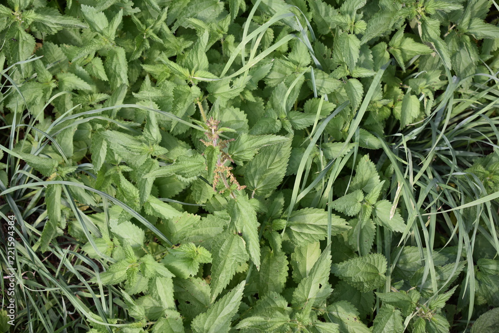 Fototapeta premium Genero de planta Urtica 