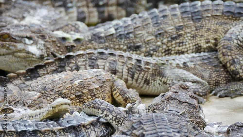 Close up group of crocodile on cement ground in farm Close up group of crocodile on cement ground in farm