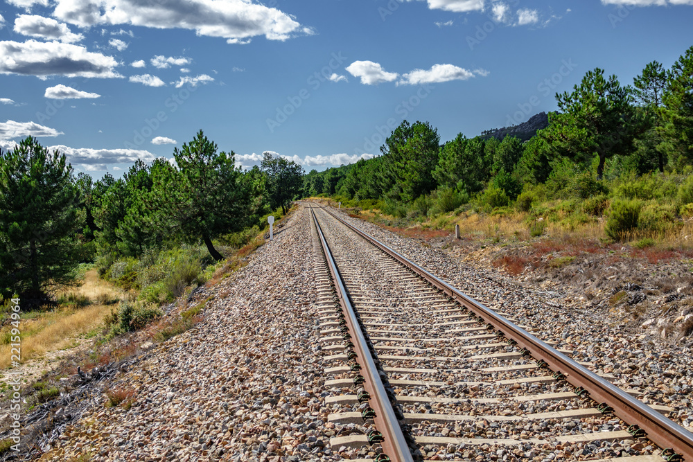 Railway into the pine tree forest, wide angle Railway into the pine tree forest, wide angle