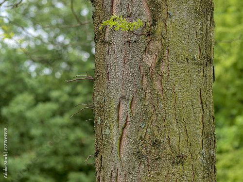 Gleditsia triacanthos. Le févier d'Amérique ou févier épineux, un  grand arbre au tronc et branches épineux produisant de longues gousses brunes en grappes. photo