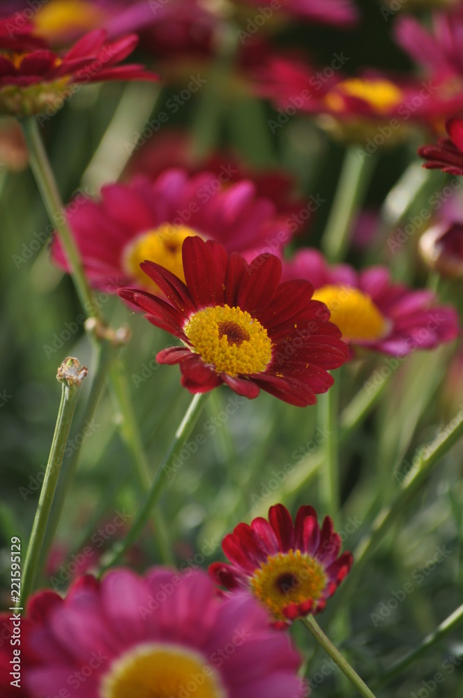 fiori fiori