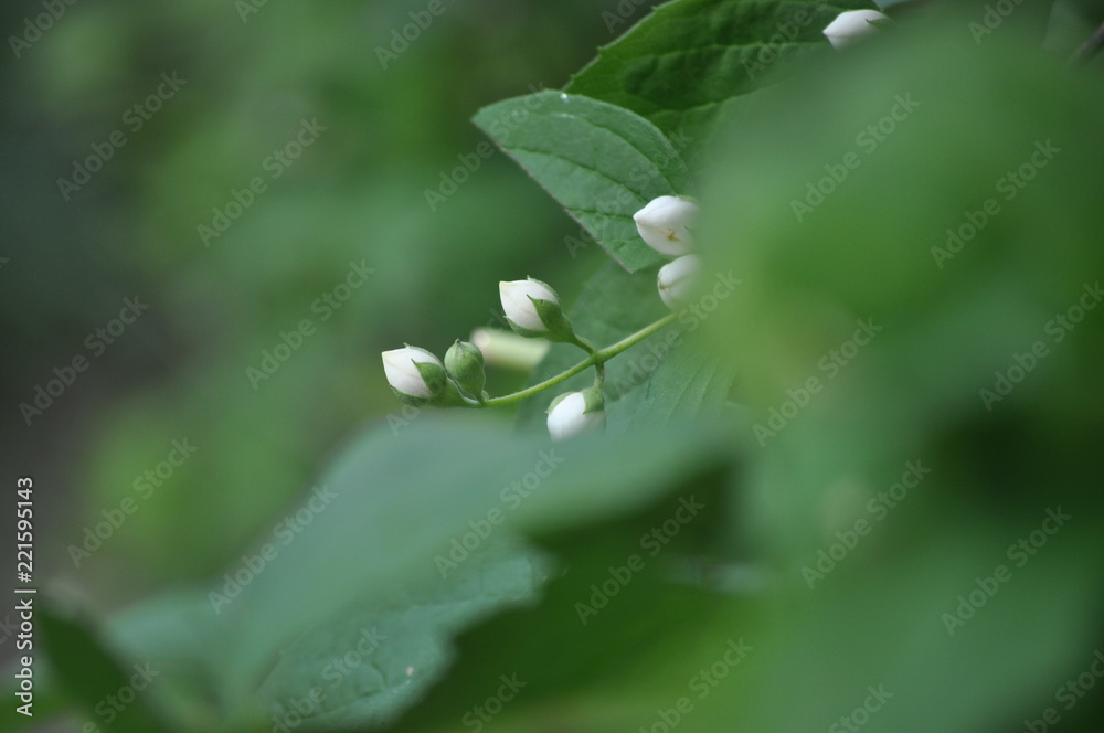 fiorellini fiorellini