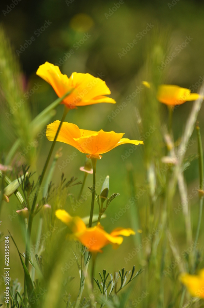 fiori gialli fiori gialli