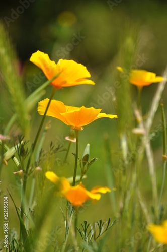 fiori gialli