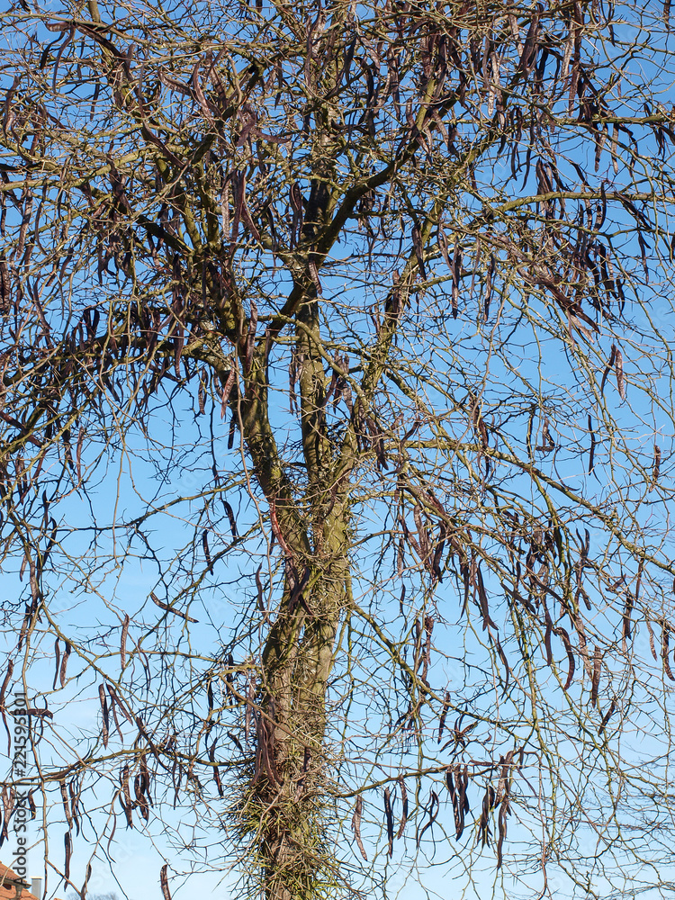 Gleditsia triacanthos. Le févier d'Amérique ou févier épineux, un grand arbre au tronc et branches épineux produisant de longues gousses brunes en grappes. Gleditsia triacanthos. Le févier d'Amérique ou févier épineux, un grand arbre au tronc et branches épineux produisant de longues gousses brunes en grappes.