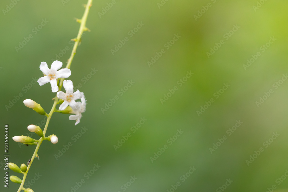 White flowers on the branches To the right of the image Has a green background There is space on the right.