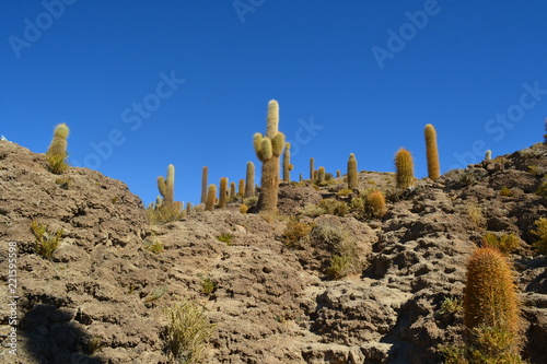 Cactus on the moutain