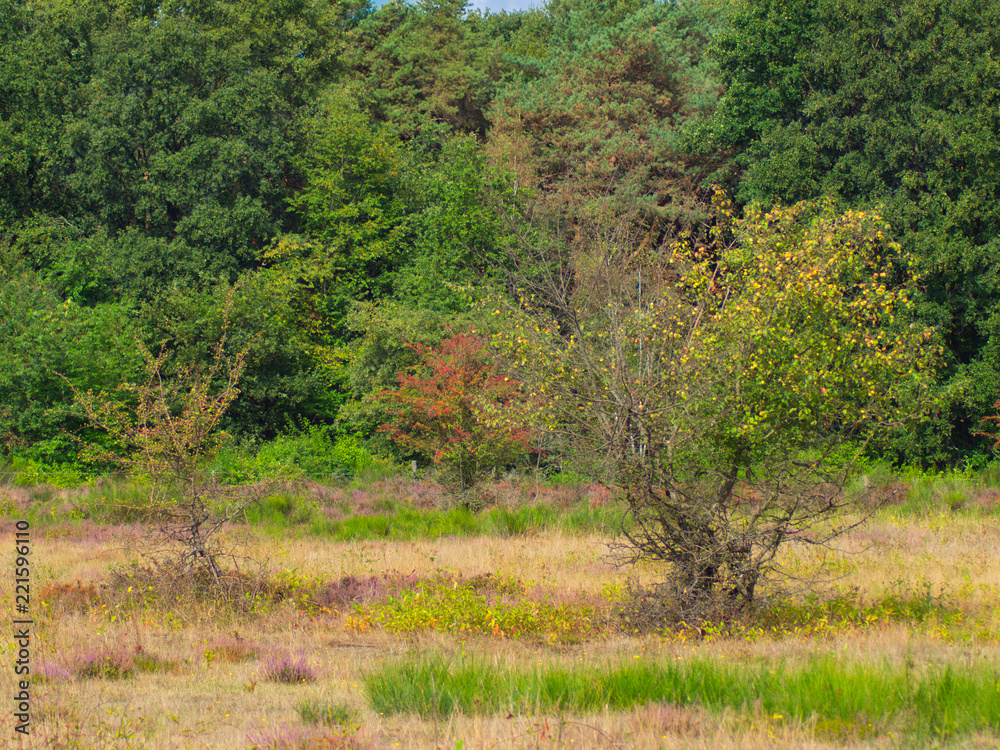 Heidelandschaft im September in der Wahner Heide. Heidelandschaft im September in der Wahner Heide.