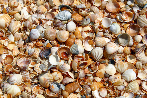 Sea shells as background.