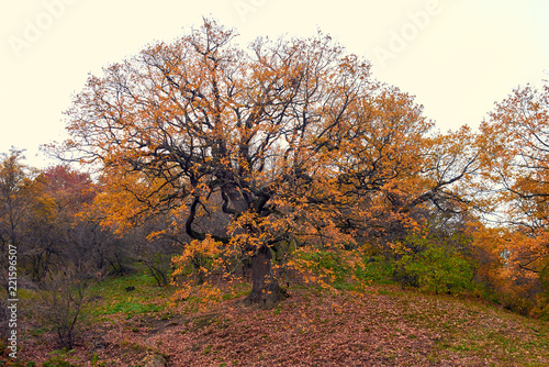 Hryshko National Botanical Garden at autumn in Kyiv, Ukraine