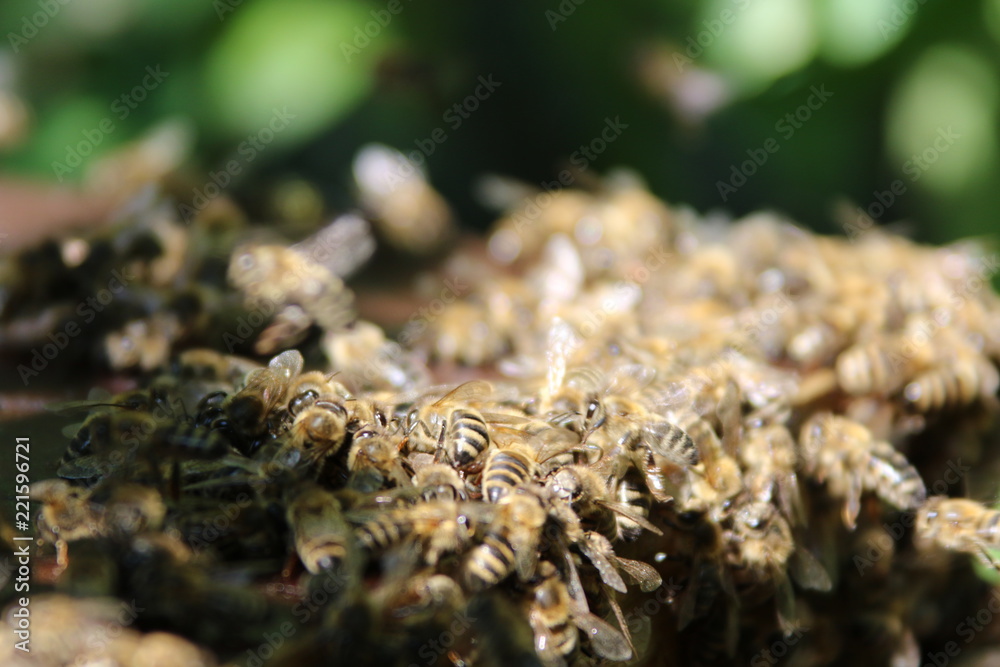 Honey Bees near the Bee Hive Honey Bees near the Bee Hive