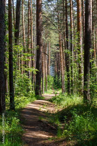 Fototapeta Naklejka Na Ścianę i Meble -  A curving road in the green forest.