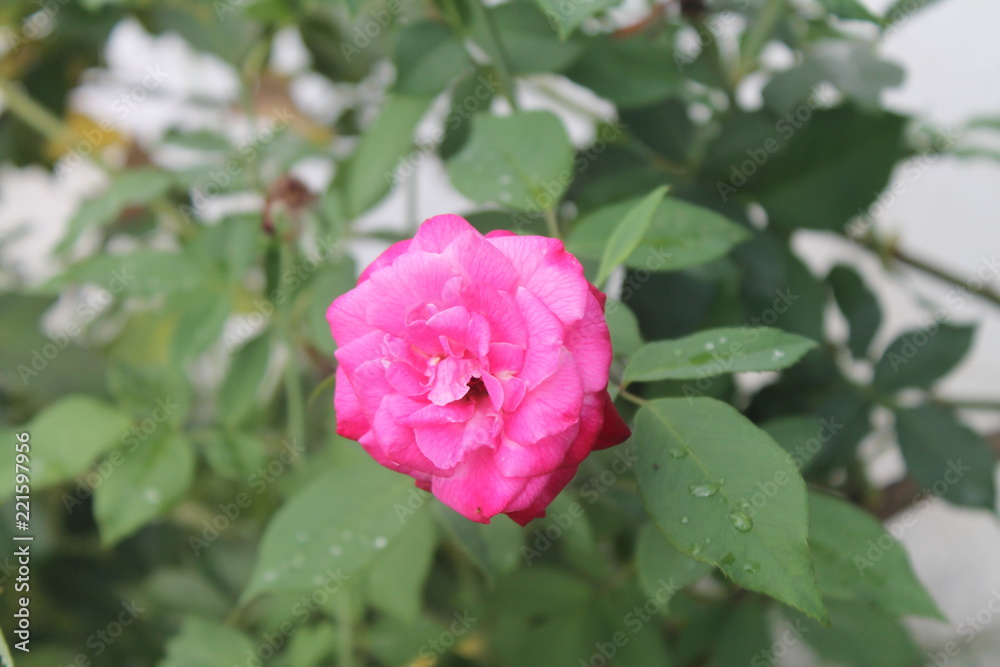 pink rose