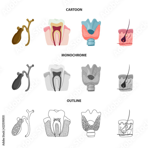 Vector illustration of body and human symbol. Collection of body and medical stock vector illustration.