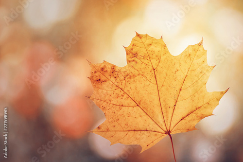 Maple leaf in autumn colors on blurred background