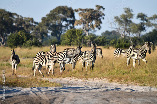 Zebras in Botswana