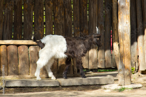 Black and white mountain goat