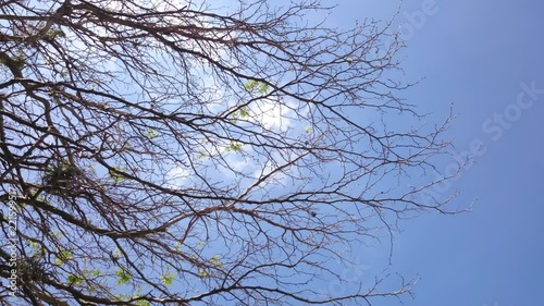 dry branches with blue sky background, scientific name Caesalpinia leiostachya, native to Brazil, native to the Atlantic Forest photo