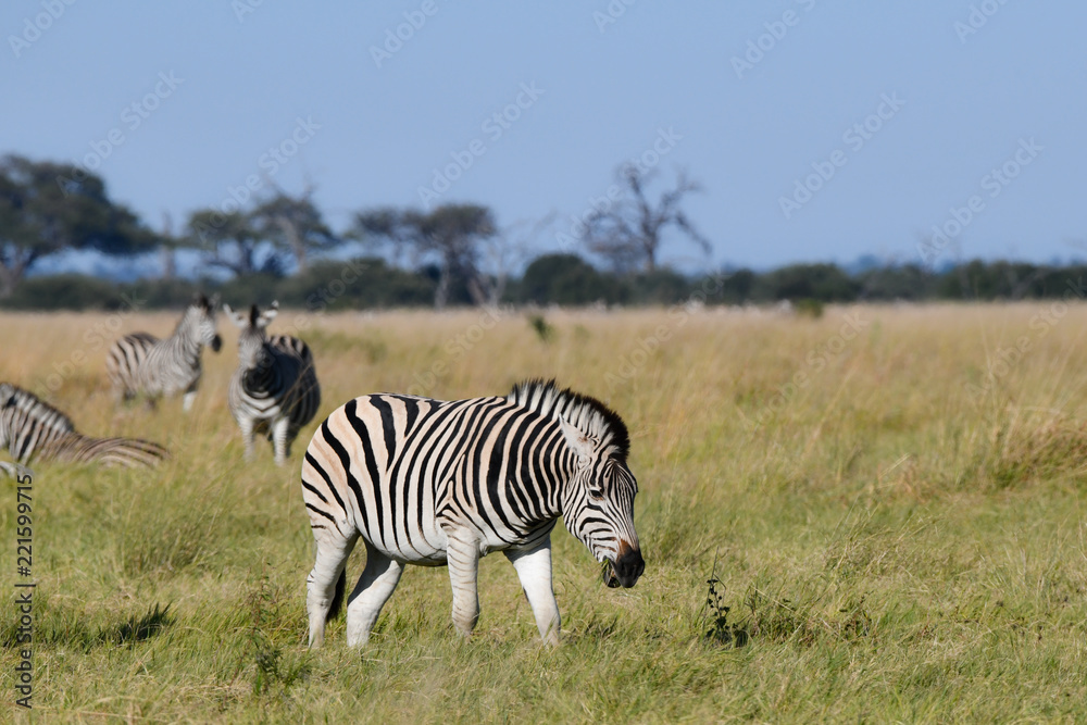 Obraz premium Zebras in Botswana