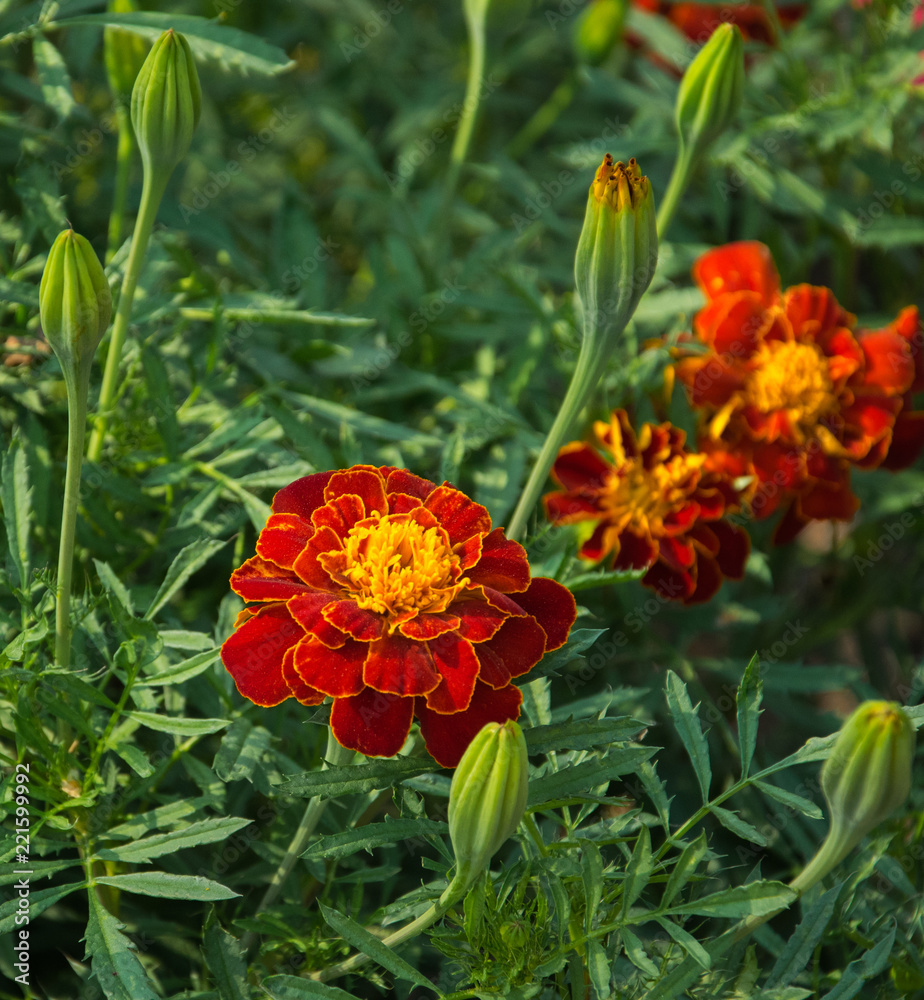 Flowering red marigolds and buds closeup. Flowering red marigolds and buds closeup.
