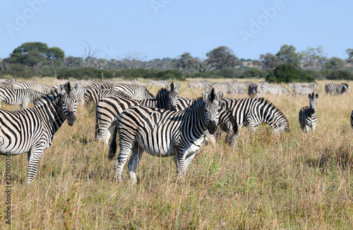 Zebras in Botswana