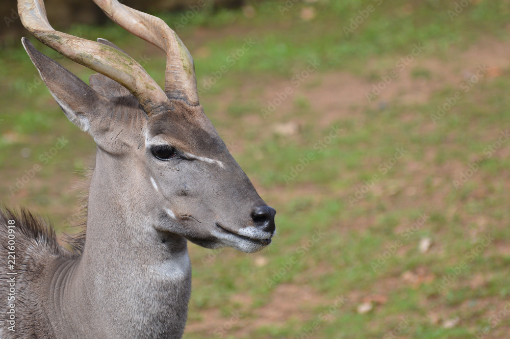 Close up of a Kudu Close up of a Kudu