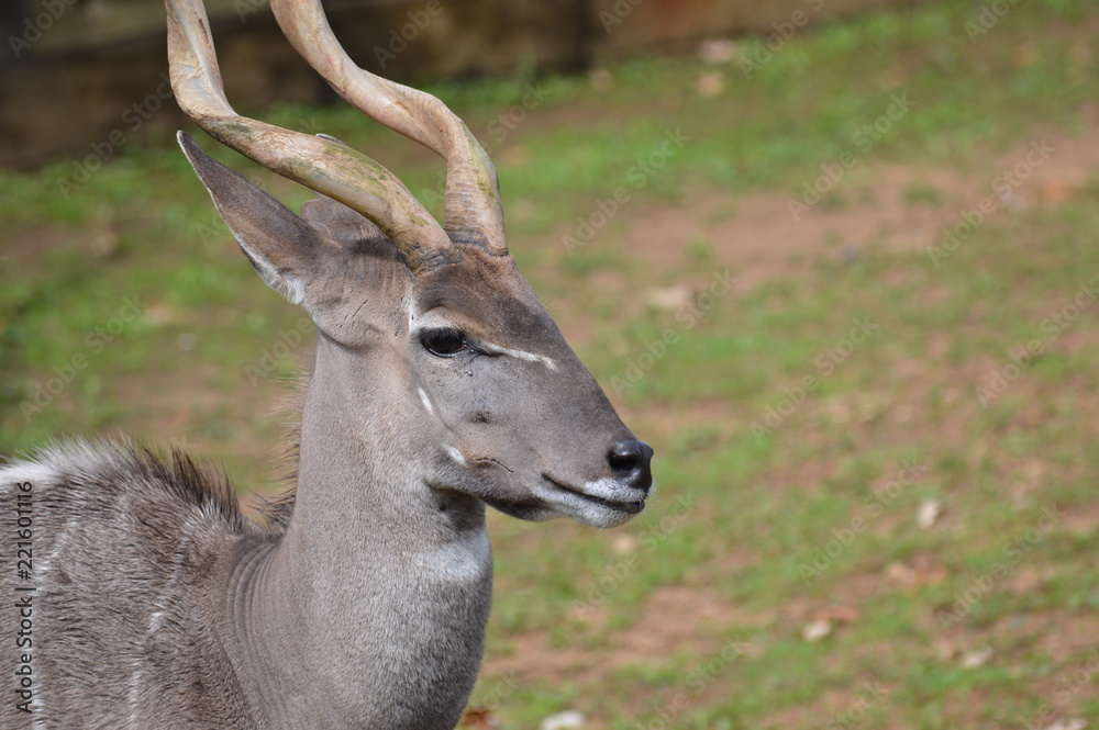Close up of a Kudu Close up of a Kudu