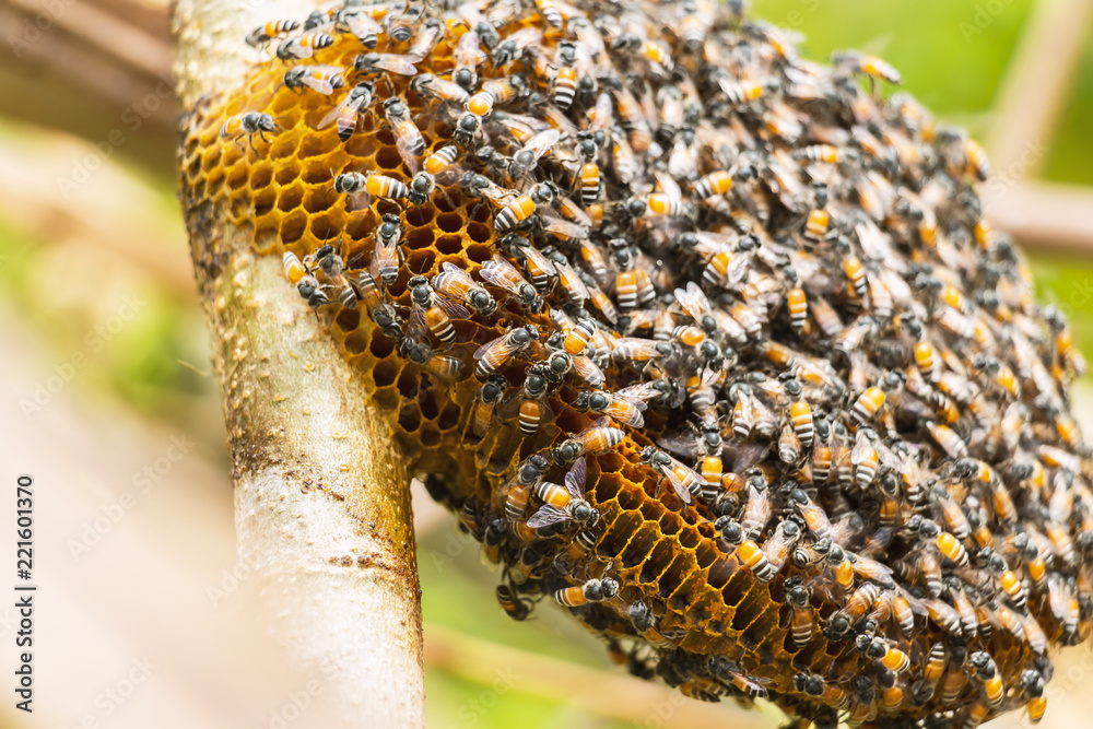 Honeycomb and bee or Apis florea on moringa tree and blur green leaves background. Honeycomb and bee or Apis florea on moringa tree and blur green leaves background.