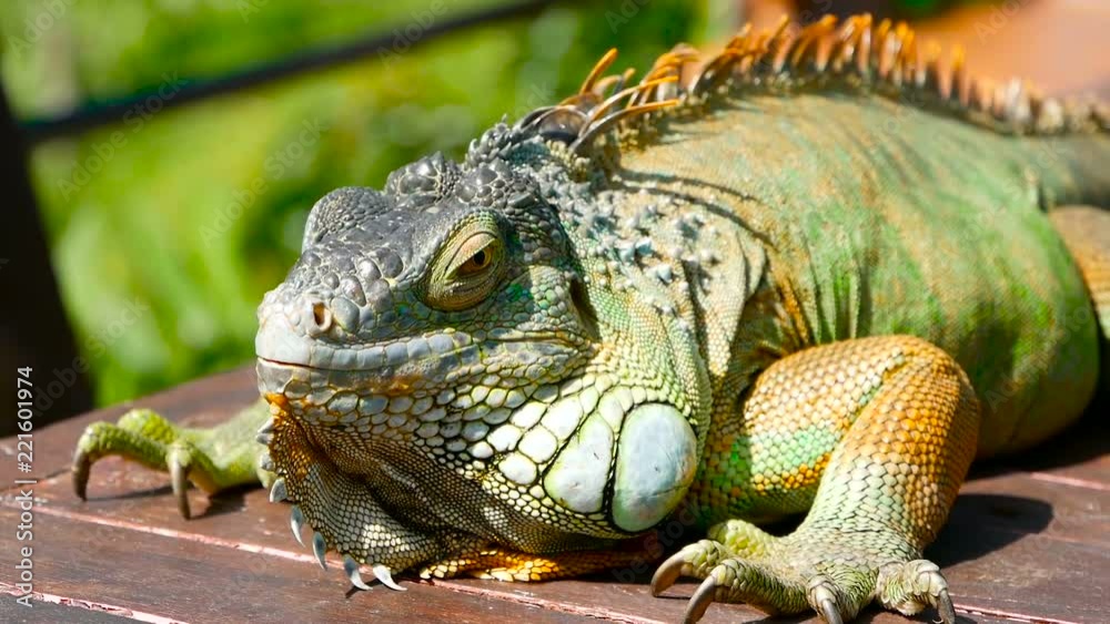 Sleeping dragon. Close-up portrait of a resting vibrant Lizard. Selective focus. Green Iguanas are native to tropical areas of Mexico, Central America, South America, and the Caribbean Sleeping dragon. Close-up portrait of a resting vibrant Lizard. Selective focus. Green Iguanas are native to tropical areas of Mexico, Central America, South America, and the Caribbean