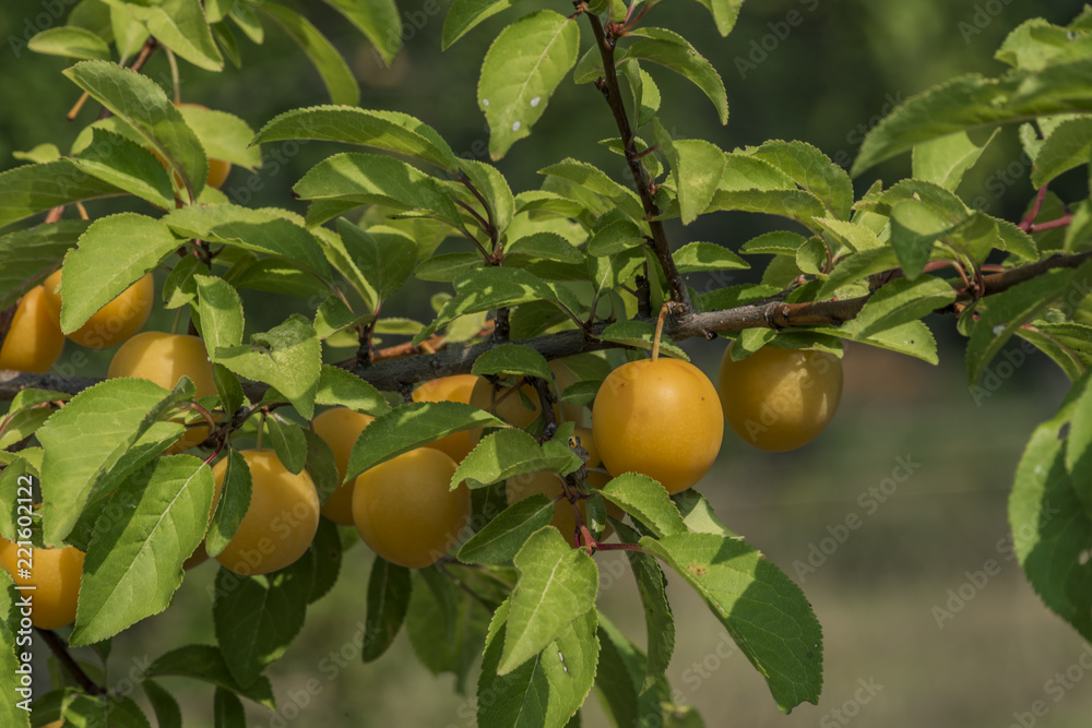 Yellow plum on green tree in hot summer day