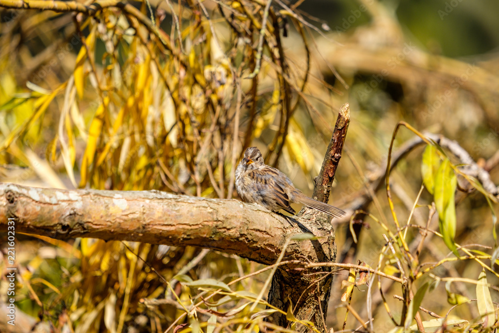 tiny female sparrow resting on the tree trunk with few yellow leaves under the sun in the park tiny female sparrow resting on the tree trunk with few yellow leaves under the sun in the park