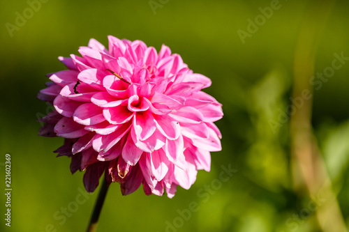 pink dahlia flower under the sun with green background