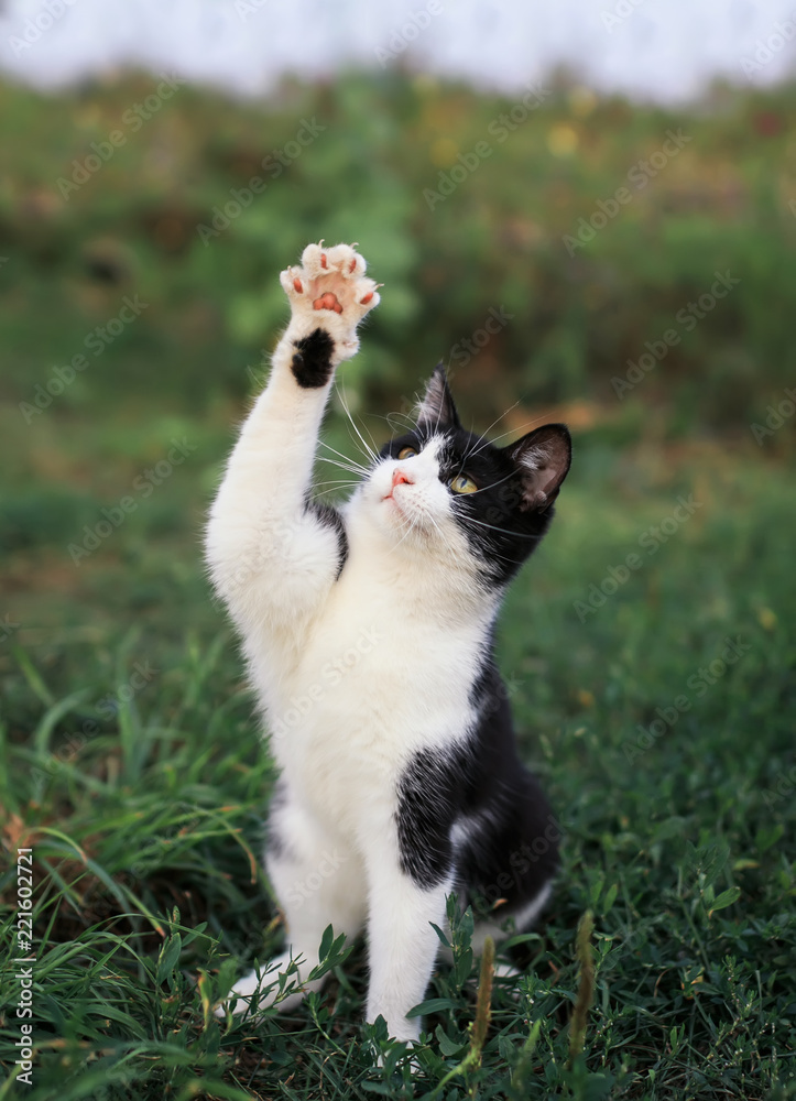 Fototapeta premium beautiful kitten sitting on a green meadow funny raising his foot in the spring garden