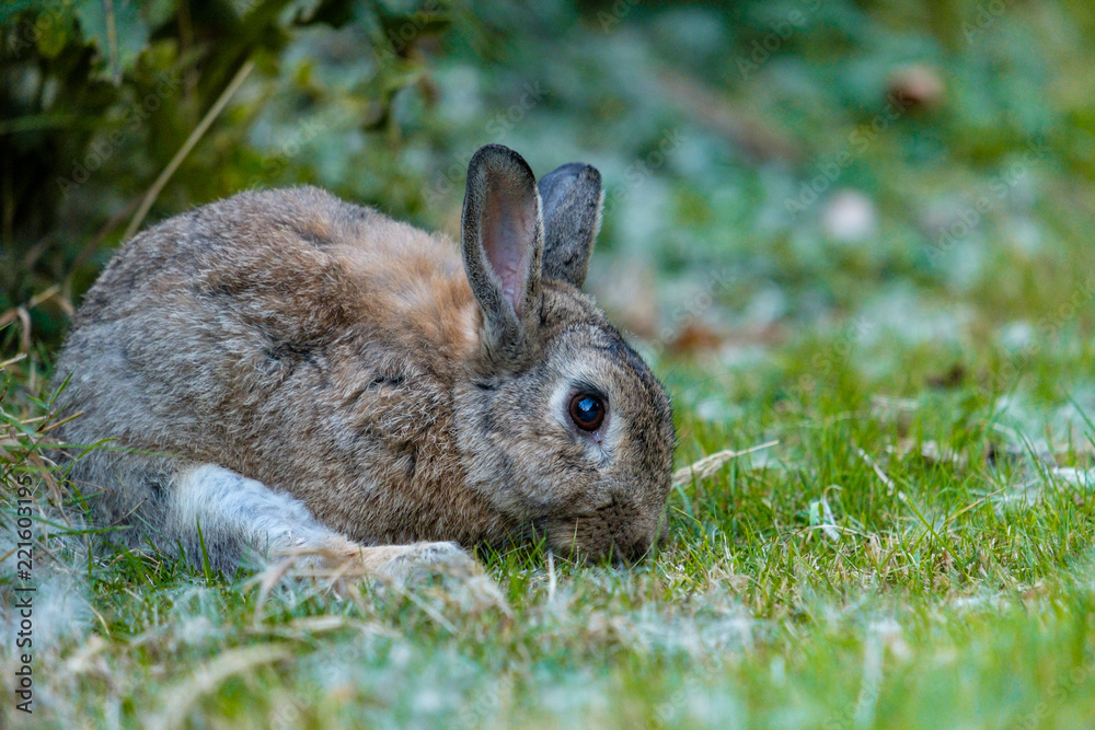 brown rabbit laying on the grass with leg spread out while eating brown rabbit laying on the grass with leg spread out while eating