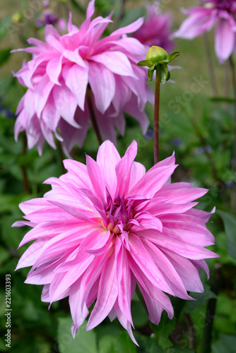 Fototapeta Naklejka Na Ścianę i Meble -  Pink Dahlia head close-up outdoor 
