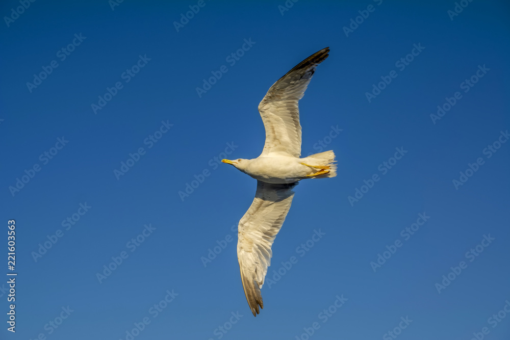 Obraz premium Single seagull flying in a sky as a background