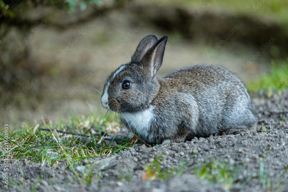 Fototapeta premium portrait of cute grey bunny with white neck sitting on grass