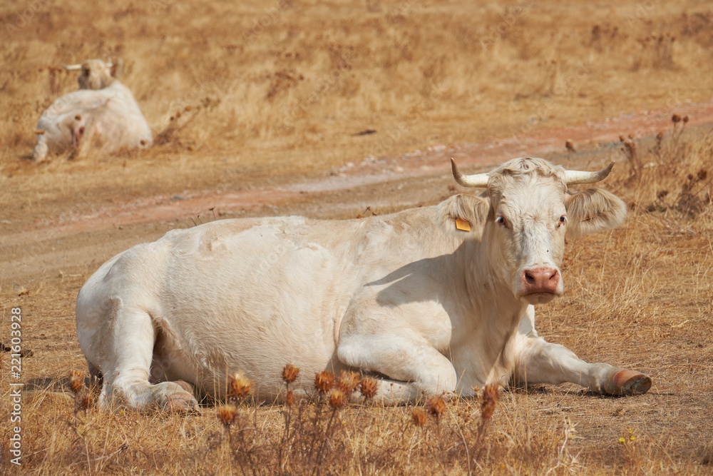 Charolais breed cow, ruminating after grazing Charolais breed cow, ruminating after grazing