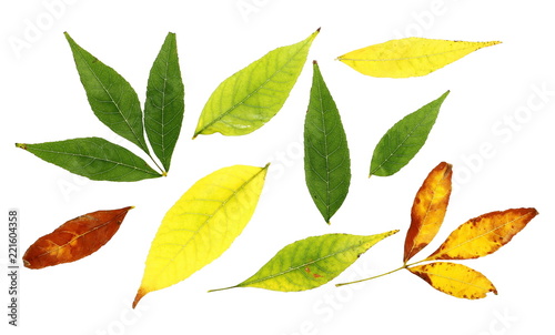 set yellow green autumn leaves isolated on white background, with clipping path 