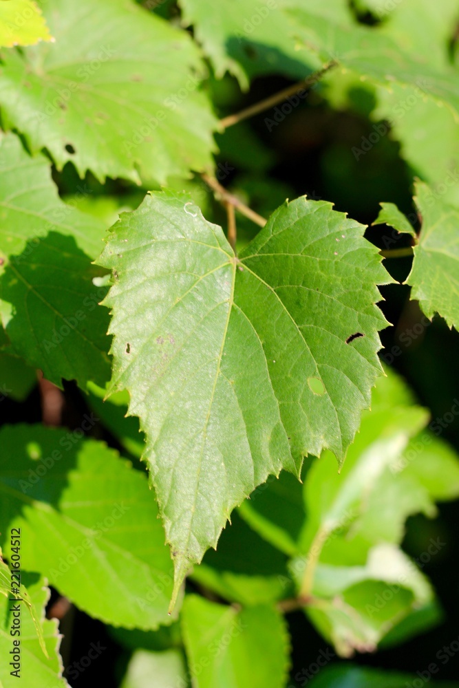 The bright green colors go the leaves on the branch. The bright green colors go the leaves on the branch.