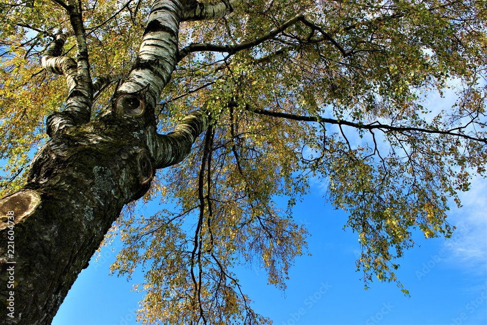 Fototapeta premium Birch tree in summer unterneath blue sky 