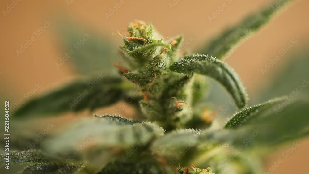 leaves and cones of fresh growing marijuana close up leaves and cones of fresh growing marijuana close up