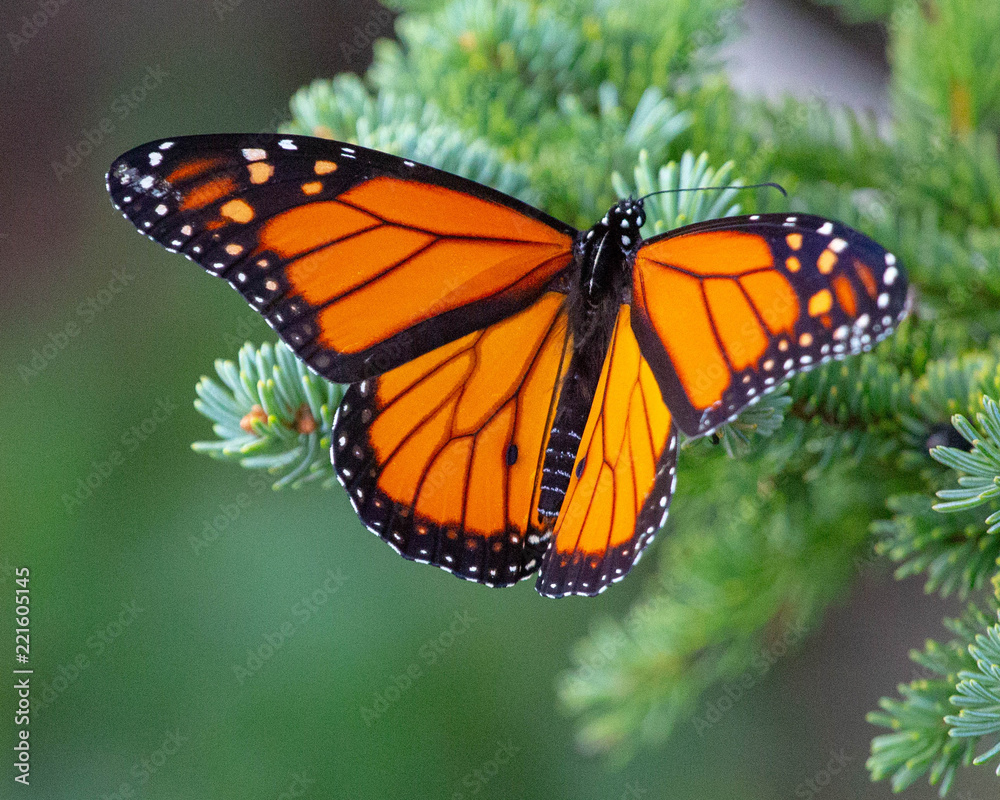 Monarch Monarch
