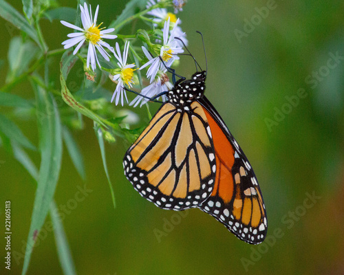 Monarch on flower