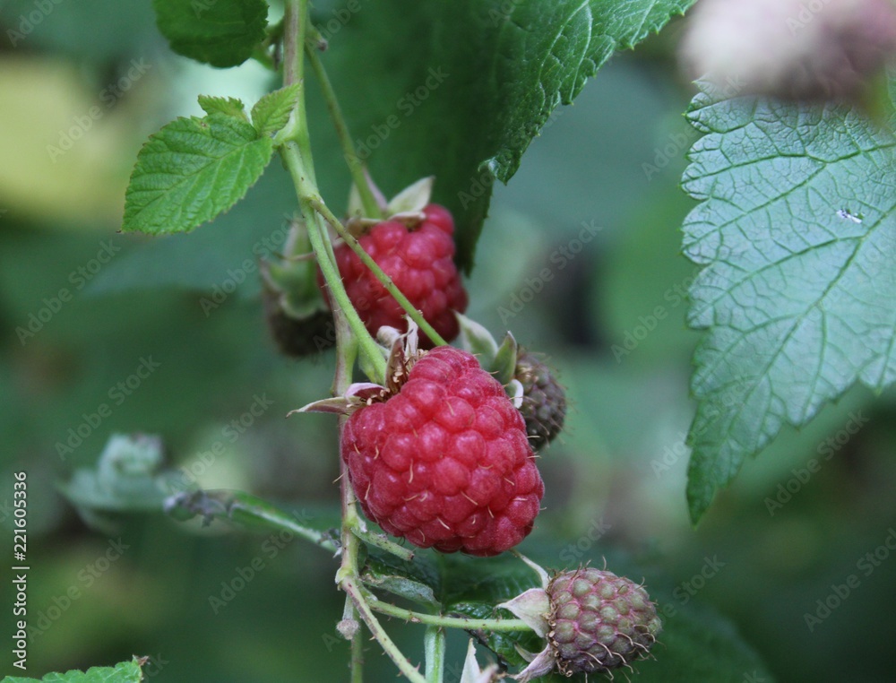raspberry on a branch raspberry on a branch